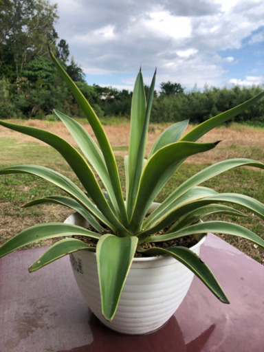 観葉植物