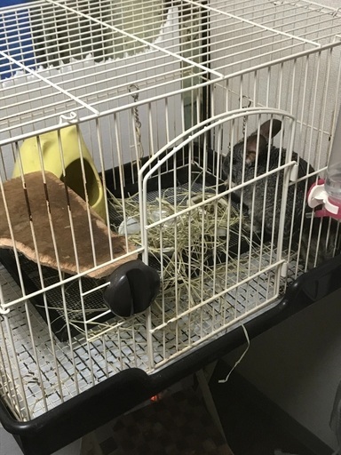 チンチラ用飼育セット水槽セットと交換も歓迎