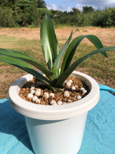 観葉植物