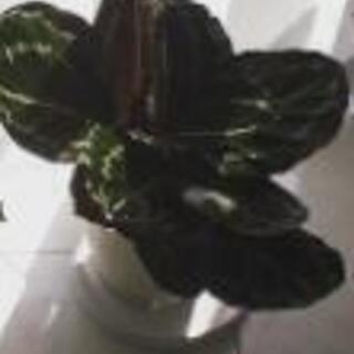 観葉植物