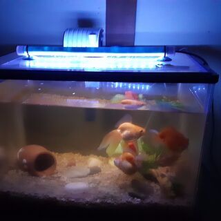 値下げしました！！　金魚＋水槽セット