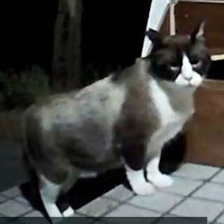 【動画付き】珍しいスノーシュー猫（オス　2-3才）