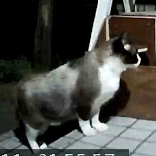 【動画付き】珍しいスノーシュー猫（オス　2-3才） - 猫