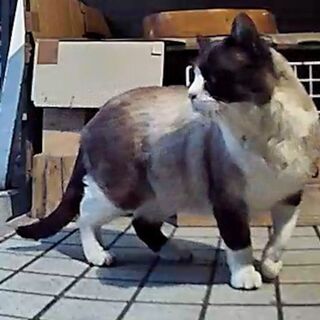 【動画付き】珍しいスノーシュー猫（オス　2-3才） − 北海道