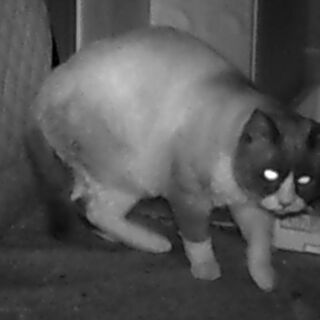 【動画付き】珍しいスノーシュー猫（オス　2-3才） - 里親募集