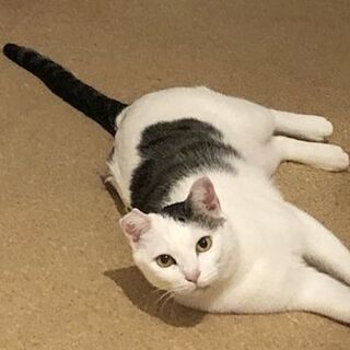 奄美大島からやってきた、食いしん坊の男の子
