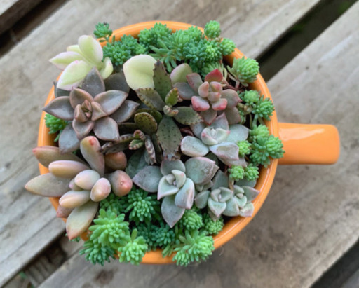 ★このまま飾れる★多肉植物 寄せ植え ダッフィー