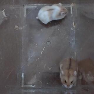 キャンベルハムスター①