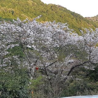 🌸✨ いろんな景色を一緒に見に行きませんか？ 🚗🌿  🌅 美しい...