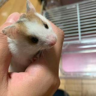 ゴールデンハムスター里親募集