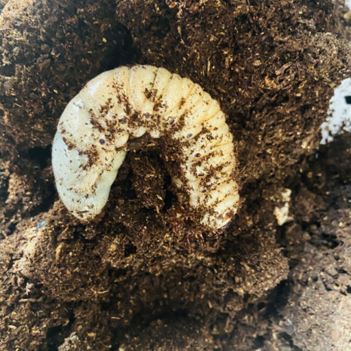 エクアトリヌス幼虫サタンオオカブト幼虫どちらもオス