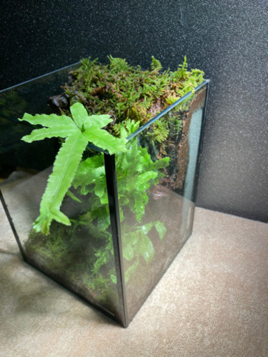 パルダリウム完成品