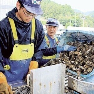 カキ食べ放題!光熱費込みの格安寮完備!未経験OK☆カキ漁業の補助...