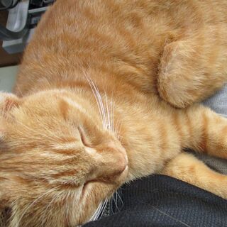 人なれした茶トラのオスネコさん！ - 猫