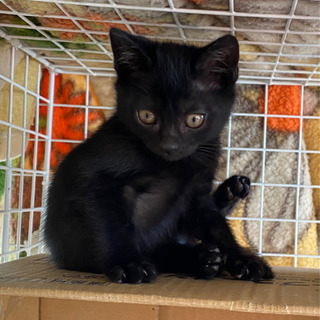 黒猫のオスの子猫です