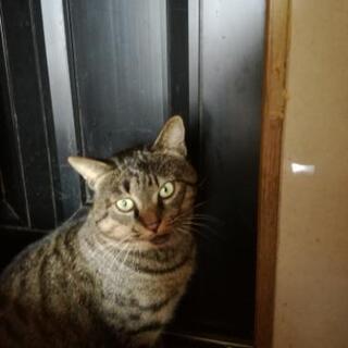 とても人懐っこいオスのキジトラ