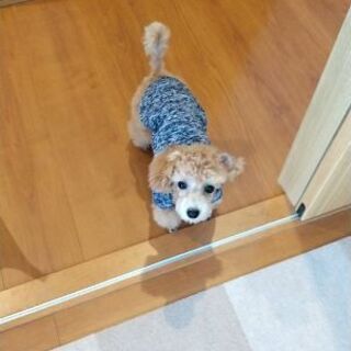 犬好きな人( ≧∀≦)ノ