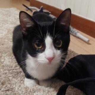 一旦募集停止☆子猫☆推定5ヶ月ハチワレの女の子