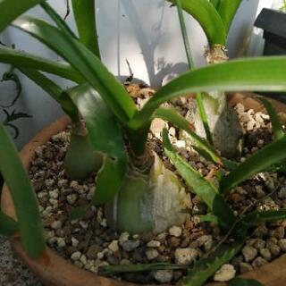 植物の名前教えて。