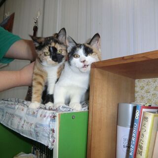 三毛猫の子猫2匹　里親さんを探しています