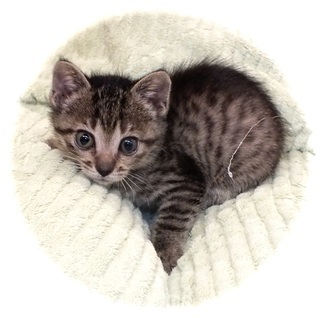 小さな子猫、小くん、元気に成長中。面会予定。