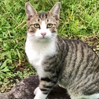 デレデレお膝猫　キジシロの男の子
