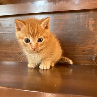 茶トラ兄弟の弟⭐️「かっちゃん」