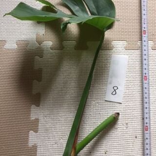 【引越の為、格安価格】お部屋のｲﾝﾃﾘｱと空気清浄に観葉植物を！