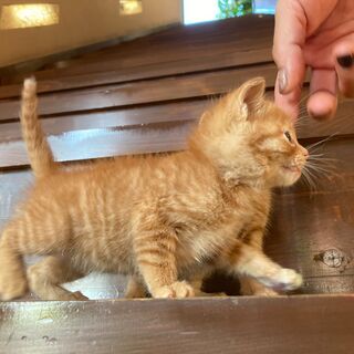 茶トラ兄弟の弟⭐️「かっちゃん」 - 宮若市