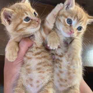 茶トラ兄弟の弟⭐️「かっちゃん」 - 猫