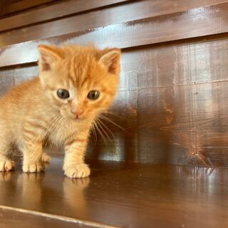 茶トラ兄弟の弟⭐️「かっちゃん」 − 福岡県