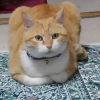 猫オス