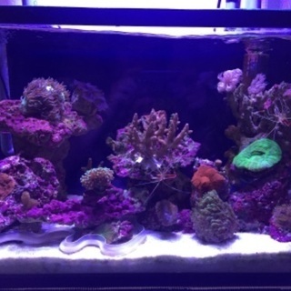海水魚引退セット！最終値下げ！！の画像