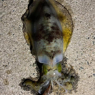 船釣り