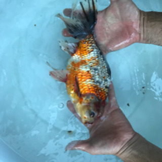 錦鯉&金魚&メダカ友達募集 - 友達