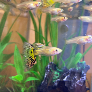 鬼滅の刃　煉獄カラー　グッピー