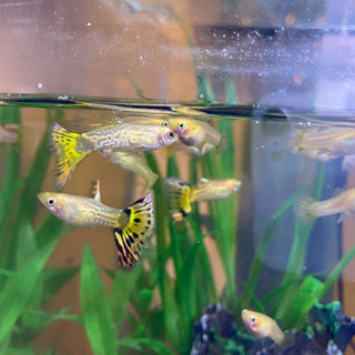 鬼滅の刃　煉獄カラー　グッピーの画像