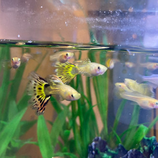 鬼滅の刃　煉獄カラー　グッピーの画像