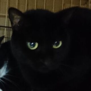 12月20日)三鷹で猫の譲渡会💓3才のカップル 黑猫ちゃんの女の...