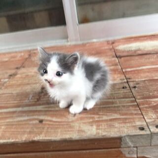 （里親決まりました）☆生後約３週間　白と黒の可愛い子猫☆