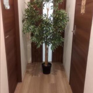 【格安IKEA】フェイカ 人口観葉植物 ベンジャミンの画像