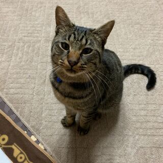 保護猫の里親さん募集してます!