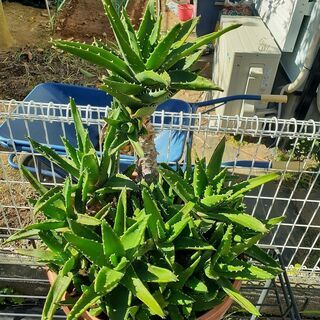 観葉植物　アロエ　不夜城