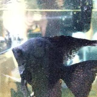 ブラックエンゼルフィッシュ 差し上げます