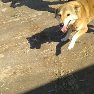 現場に住み着いた雑種犬(メス)