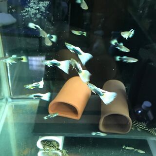 熱帯魚★グッピー・ドイツイエロータキシード　若魚5ペア　追加OK...