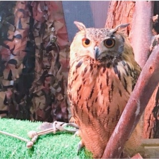 一緒にフクロウカフェに行きませんか？