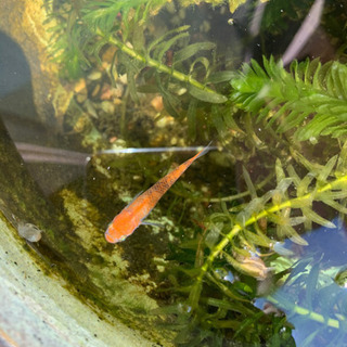 改良メダカ3匹セット