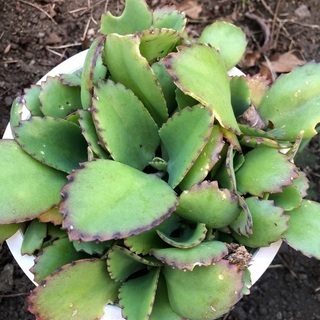 子宝草