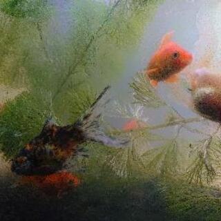金魚♪差し上げますの画像